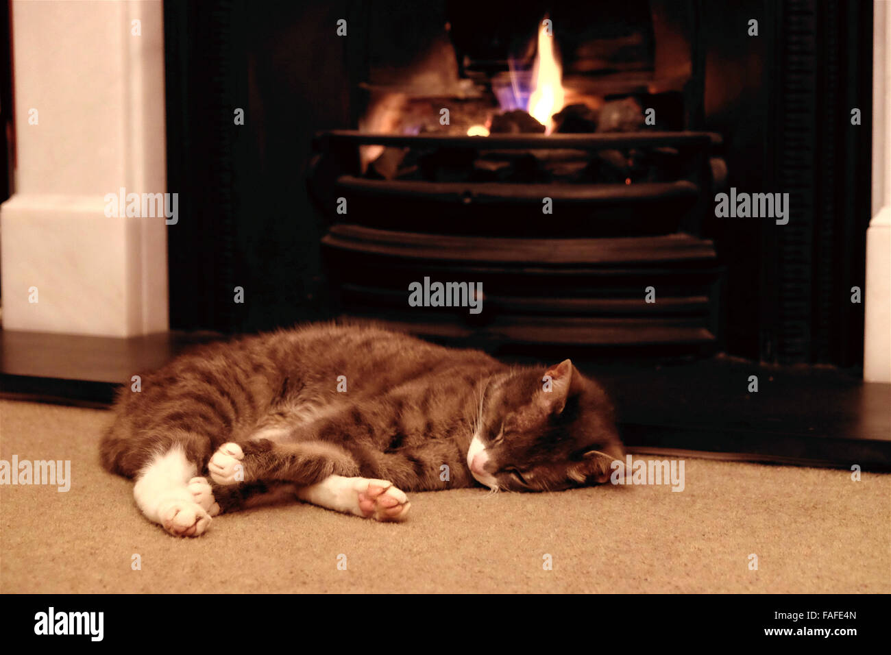 Cat sleeping by a fireplace Stock Photo