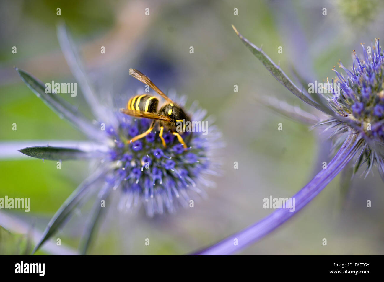 Sea wasp hires stock photography and images Alamy