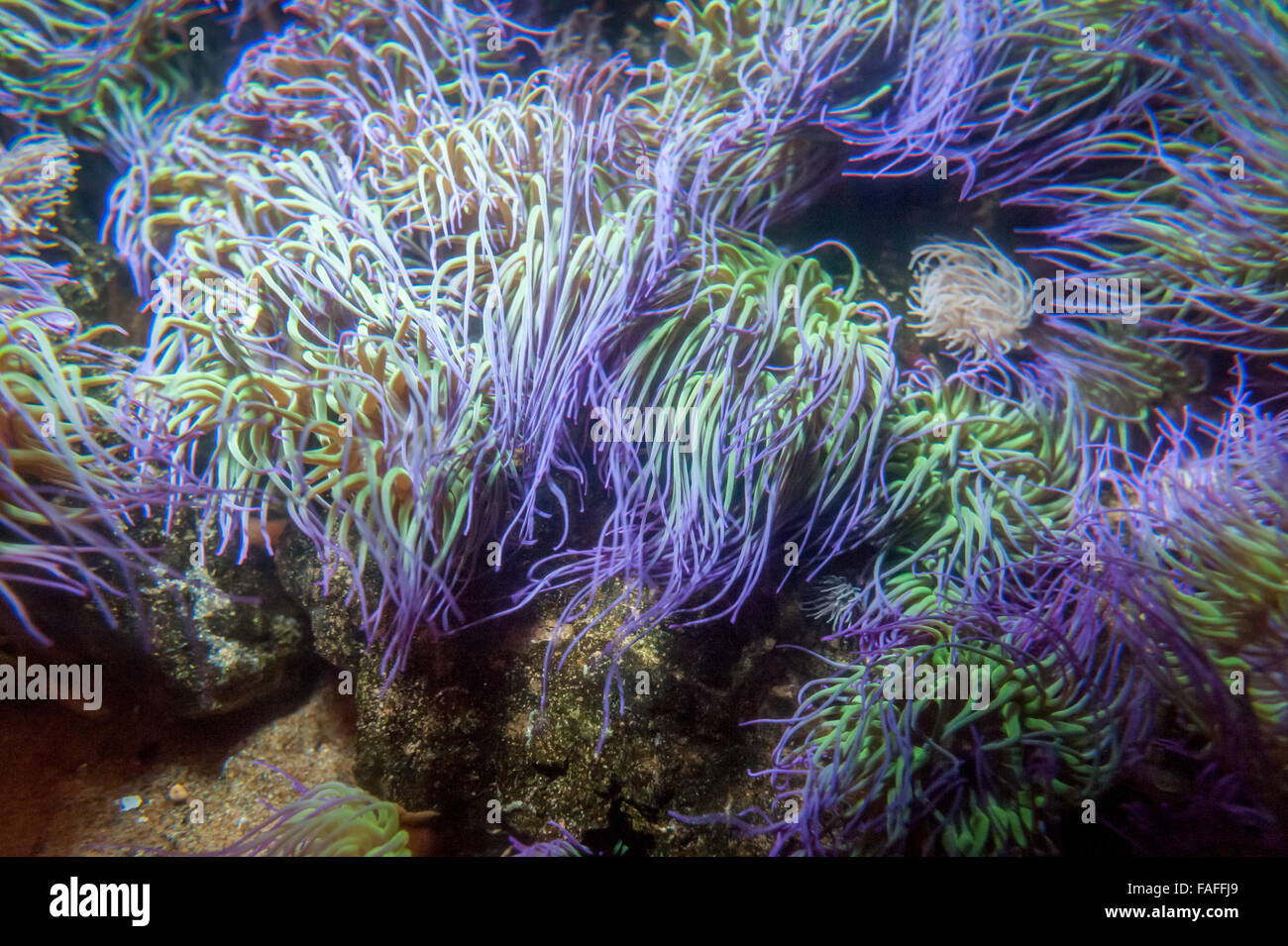 underwater colorful anemone moving in the sea tide Stock Photo