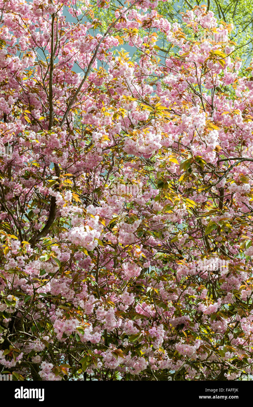 pink blossom tree close up Stock Photo