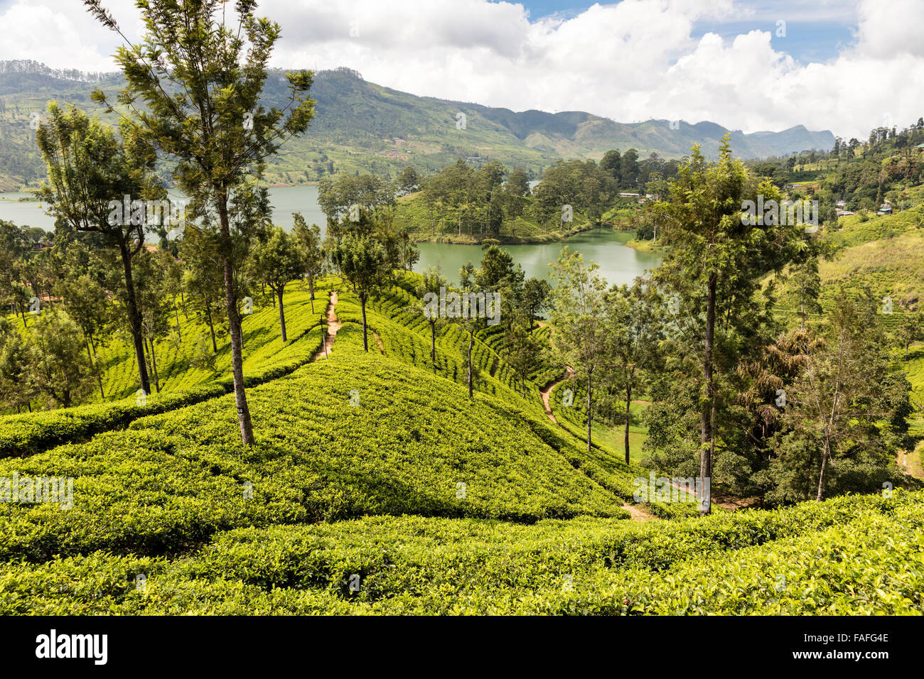 Tea estate near Dickoya, Sri Lanka overlooking Castlereigh Lake Stock Photo