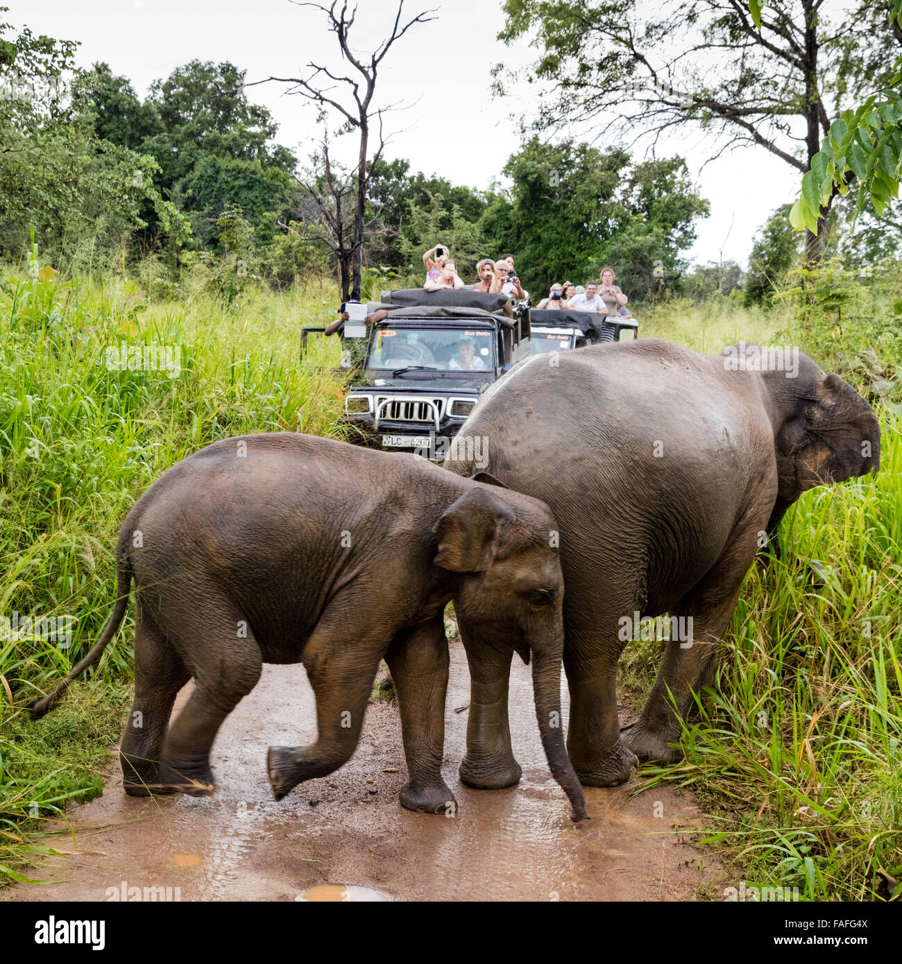 Sri Lankan elephants cross road under attentive gaze of two carloads of eco tourists at Huluru Eco Park near Habarana Sri Lanka Stock Photo