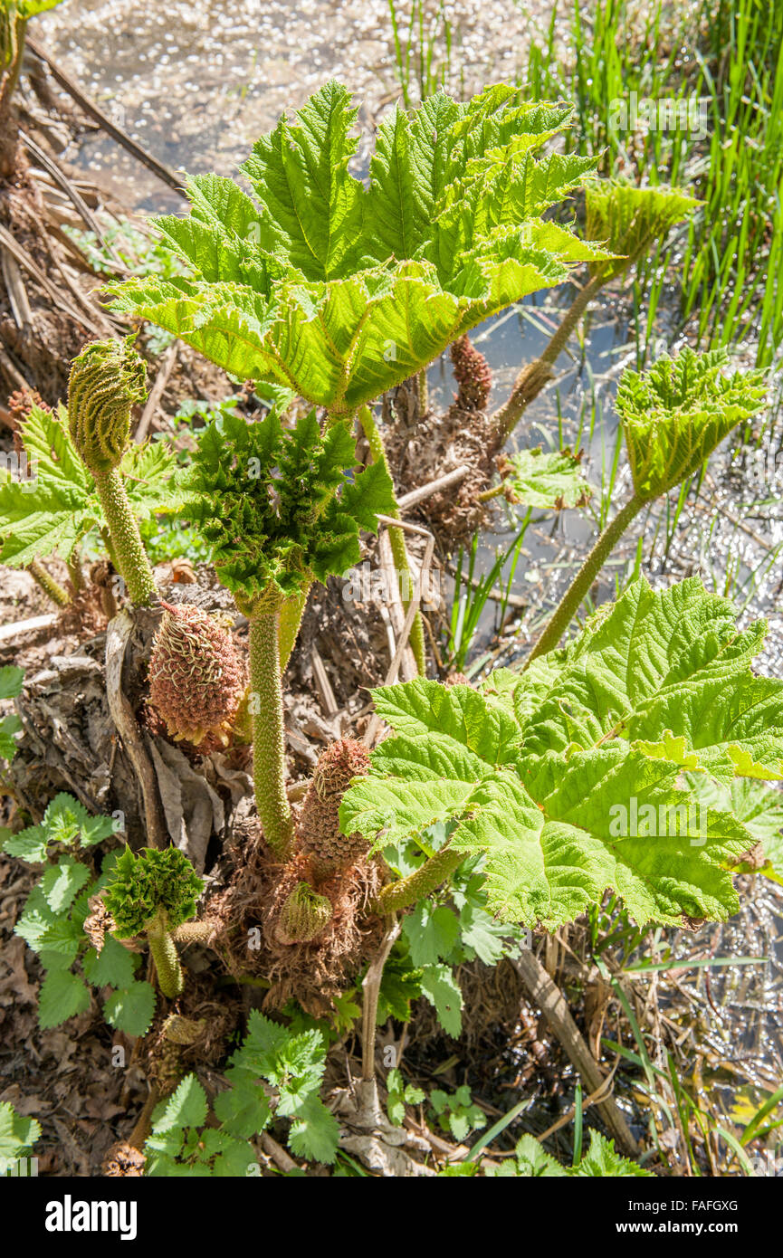 Large Prickly Rhubarb plants growing near pond Stock Photo