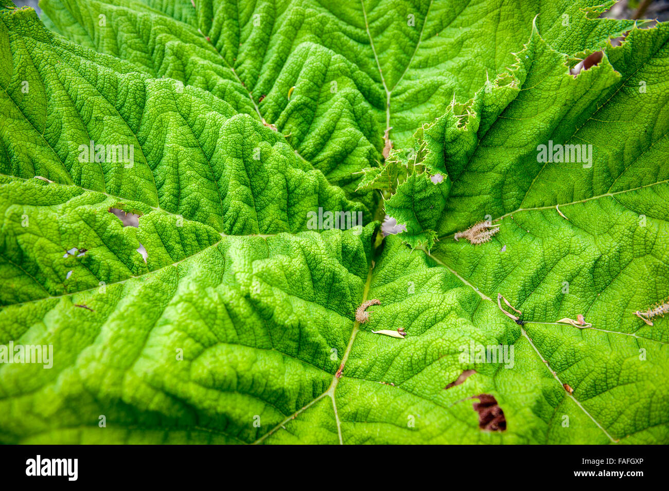 Large Prickly Rhubarb leaf close up Stock Photo