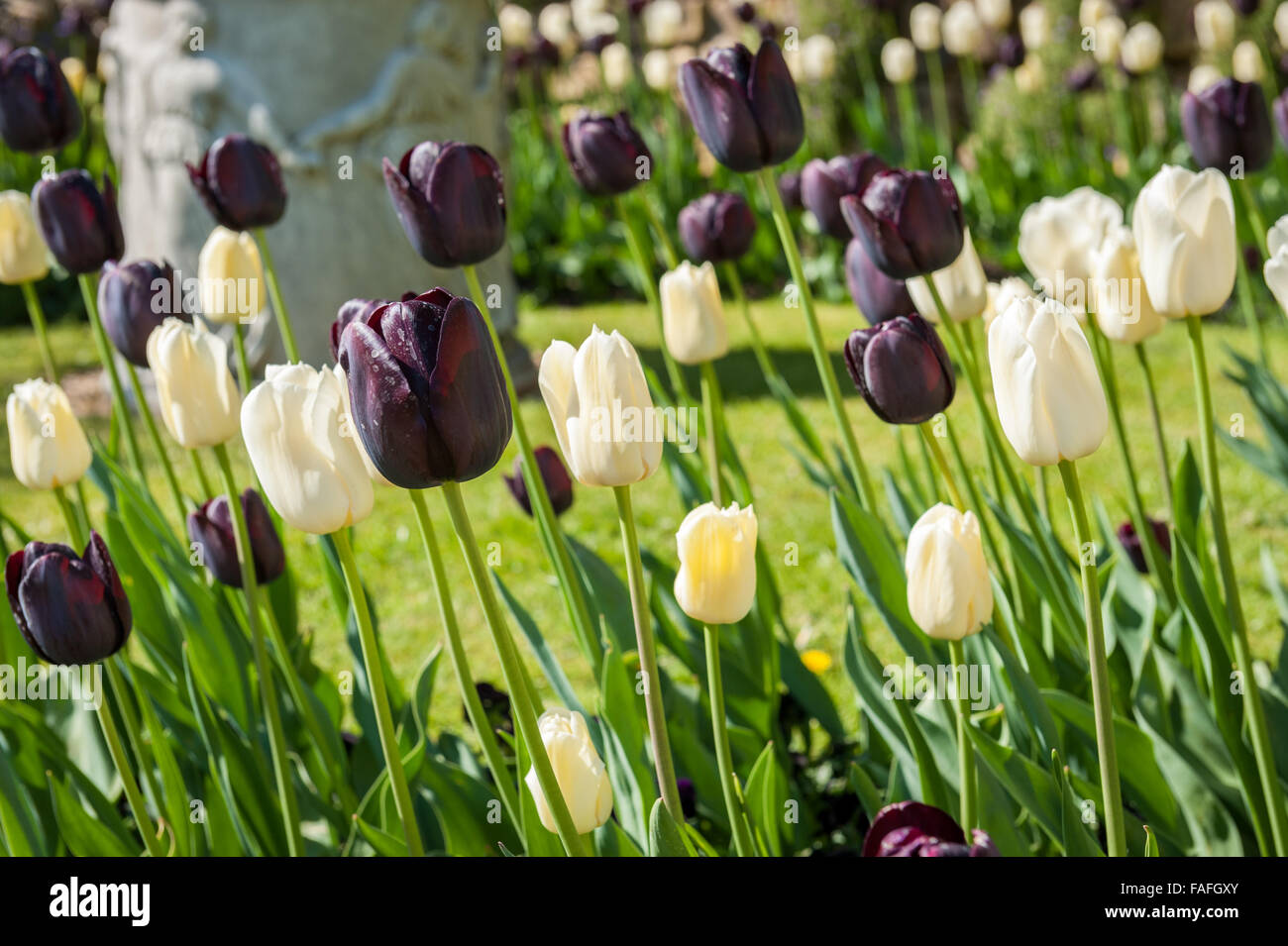 black and white Tulips in garden bed in summer Stock Photo