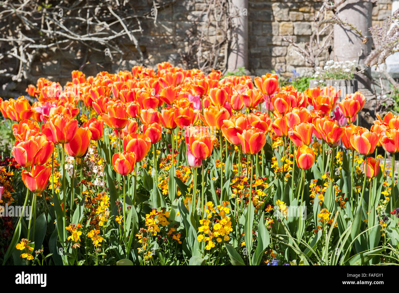 Red and yellow Tulips in garden bed in summer Stock Photo