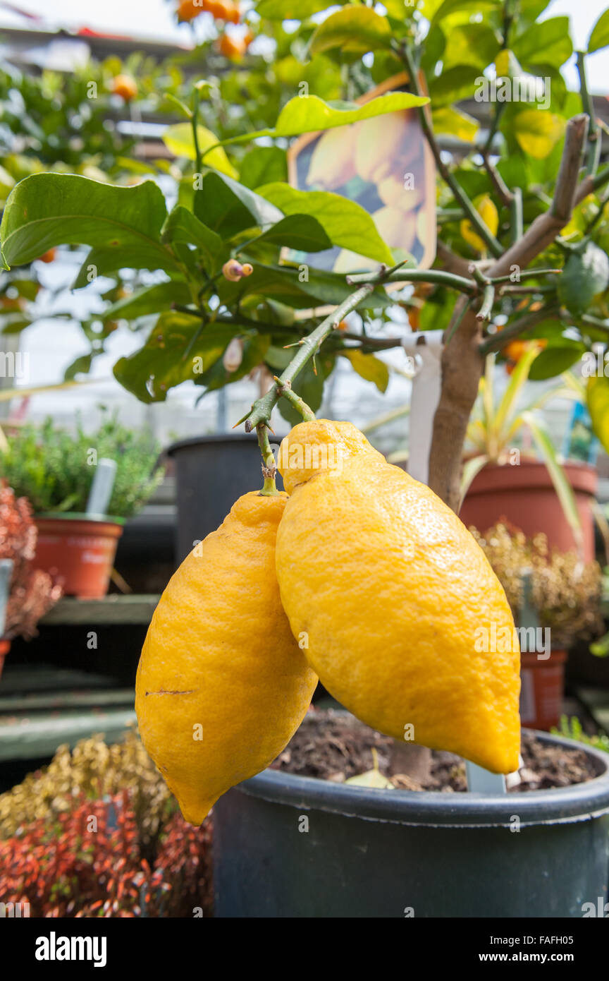 Two large lemons on a small potted tree Stock Photo