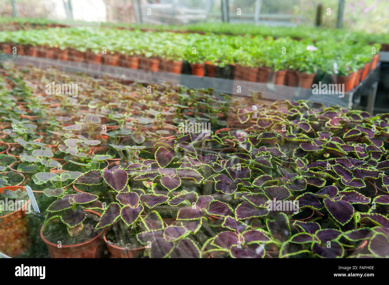 Inside a large industrial green house with plants in pots Stock Photo