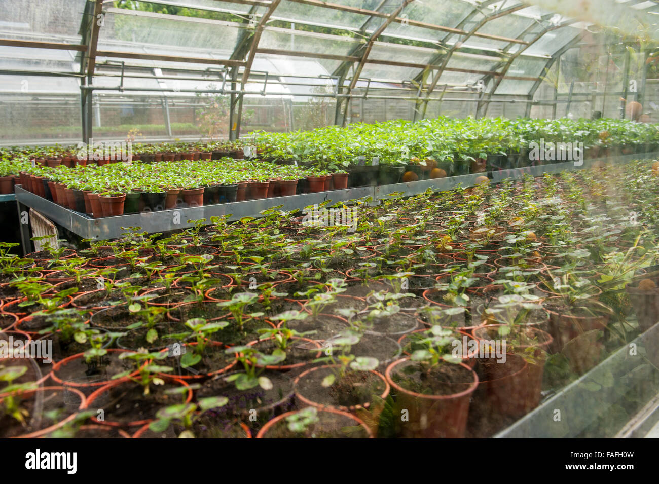 Inside a large industrial green house with plants in pots Stock Photo