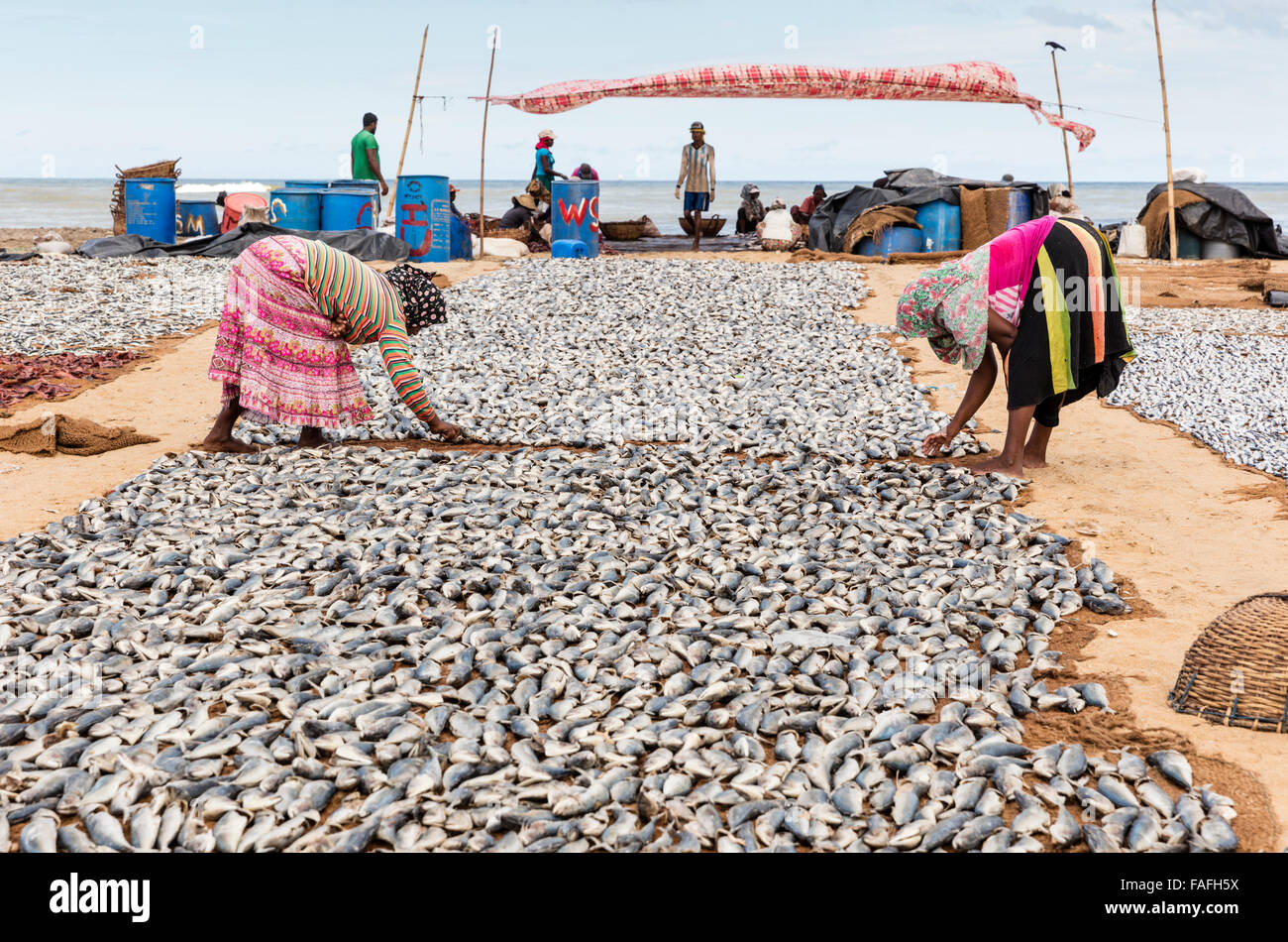 Women arrange sardines to dry at Negombo Beach on the Indian Ocean, Sri Lanka Stock Photo