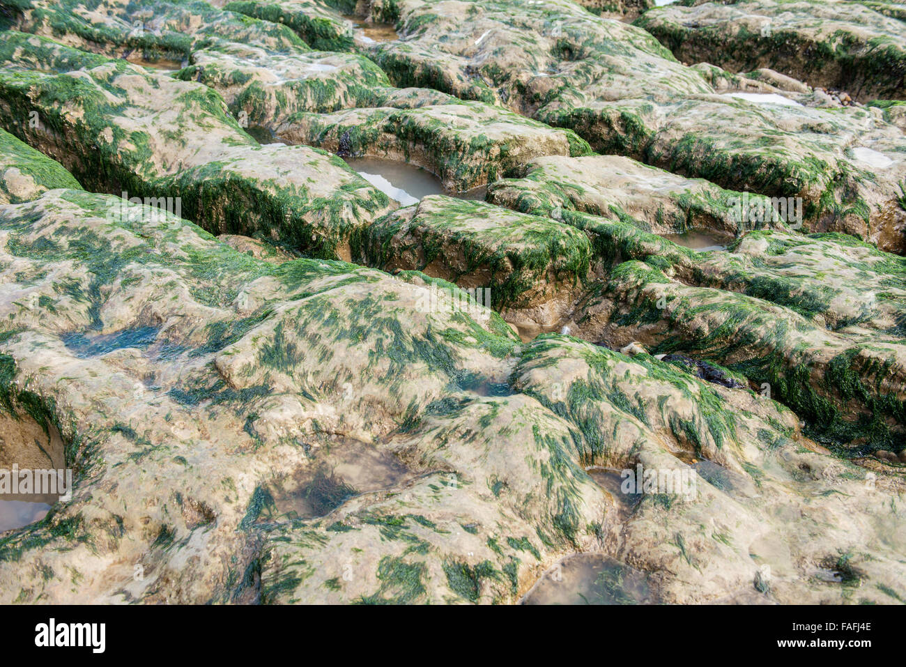 Smooth rocks on the sea shore with green seaweed Stock Photo