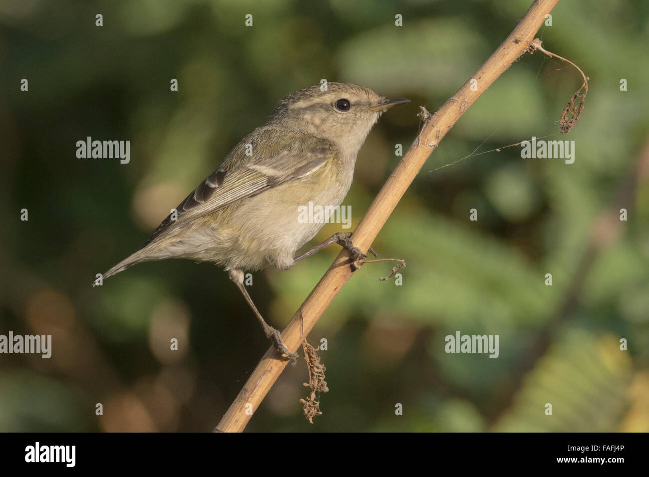 Hume's Warbler Phylloscopus humei Stock Photo Alamy