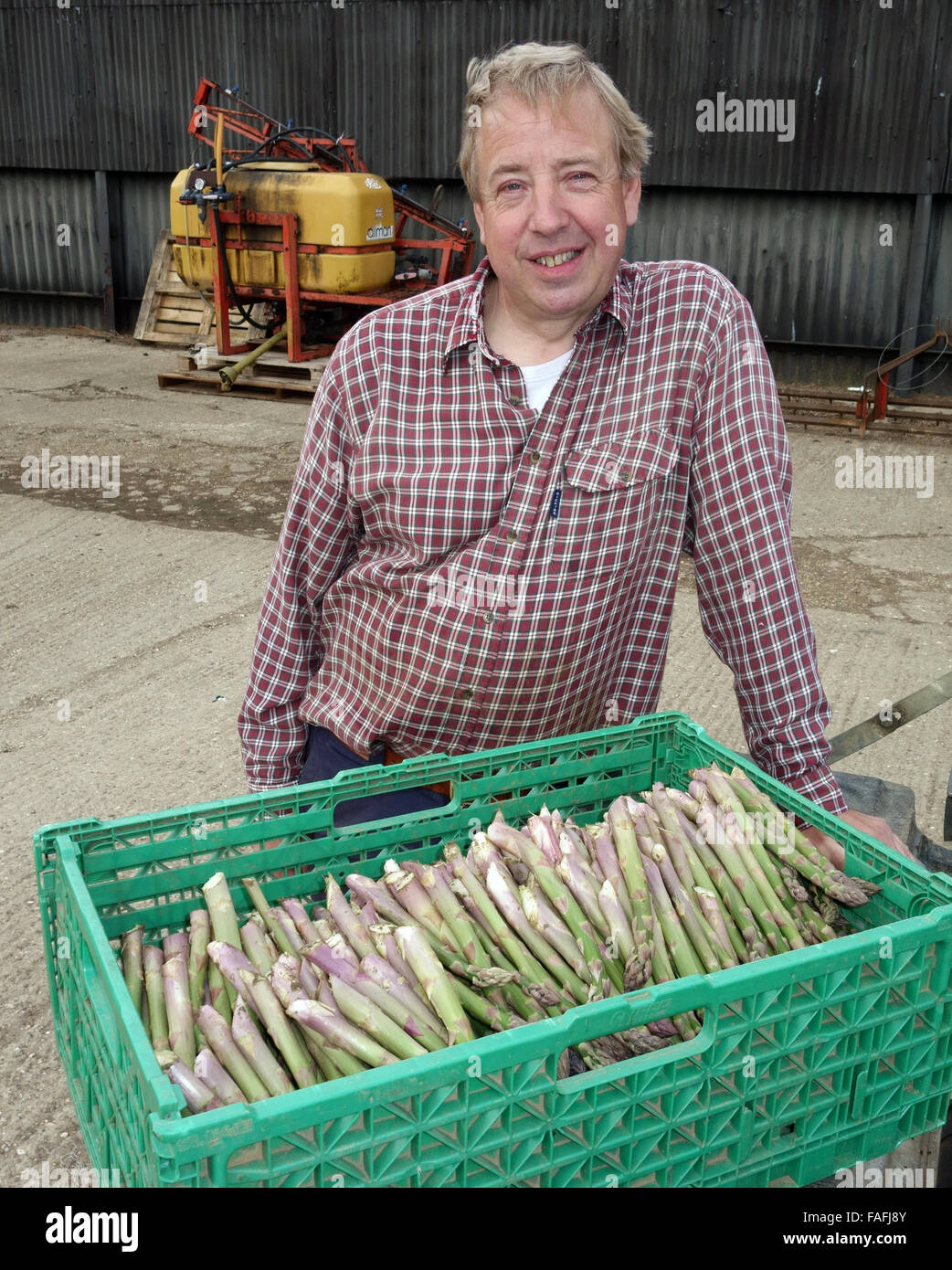 Farmer with a crate of freshly cut English asparagus Stock Photo