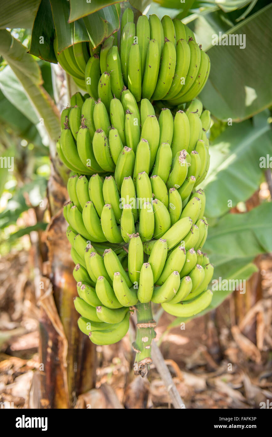 Fresh Organic Green Banana Bunch at Farm Stock Photo by kjekol