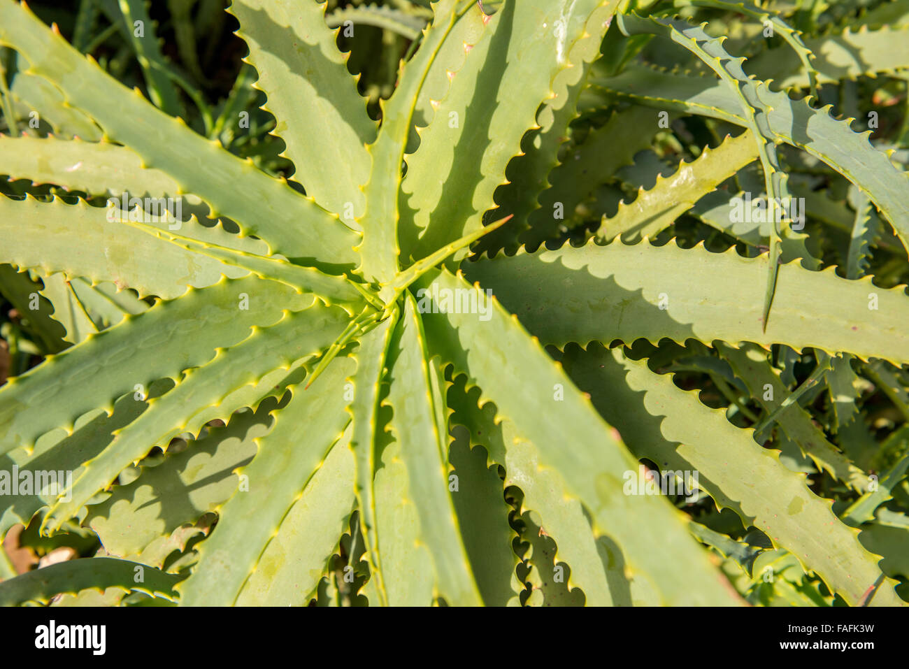 green leaves of the Aloe Vera plant close up Stock Photo