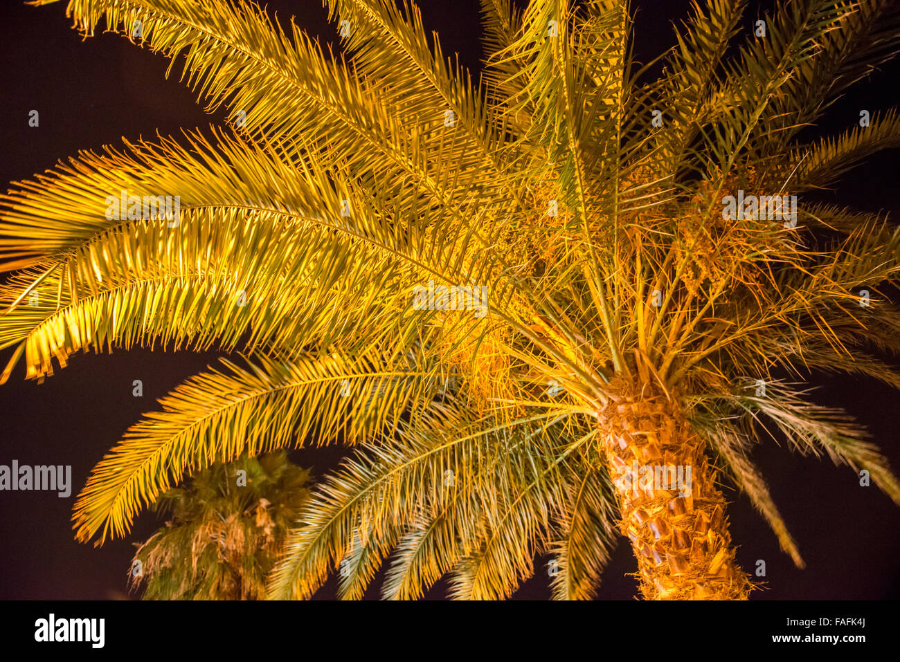 Close up of cracking texture on palm tree bark Stock Photo Alamy
