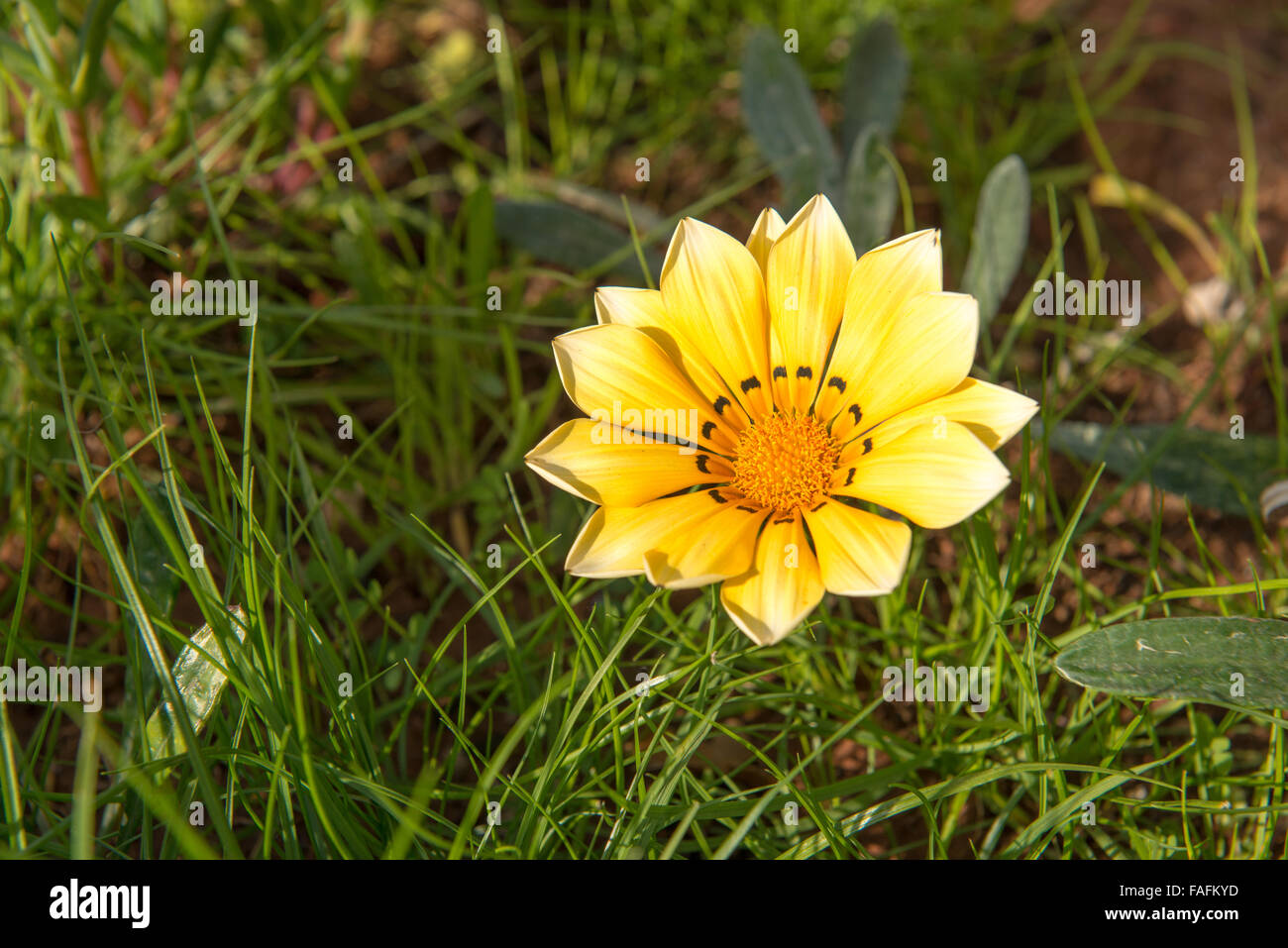 Large single yellow flower in summer Stock Photo