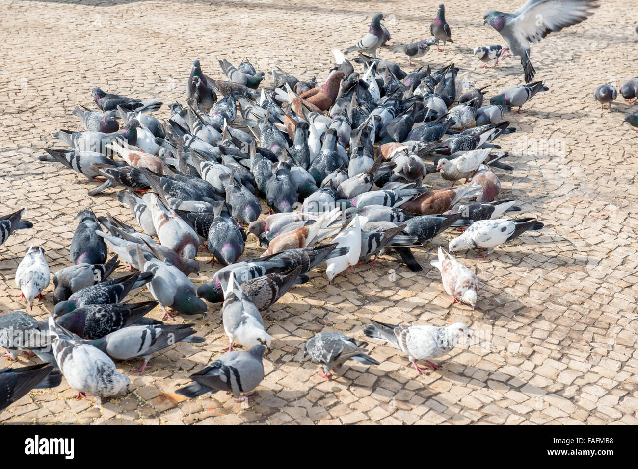 Flock of feeding birds on pavement in city Stock Photo