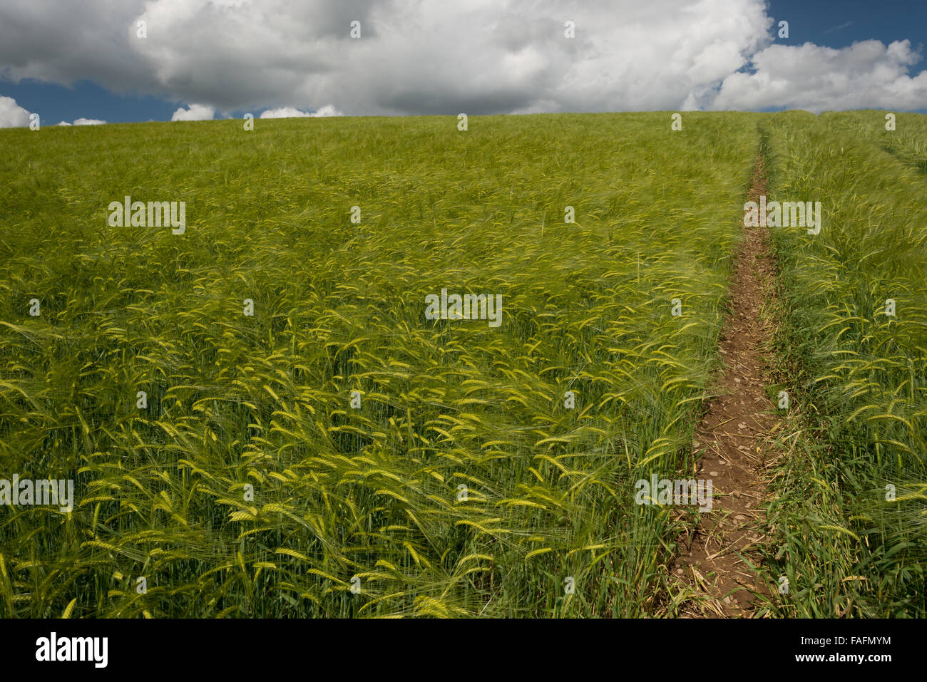 wheat field with tracks from tractor on the way to goal Stock Photo - Alamy
