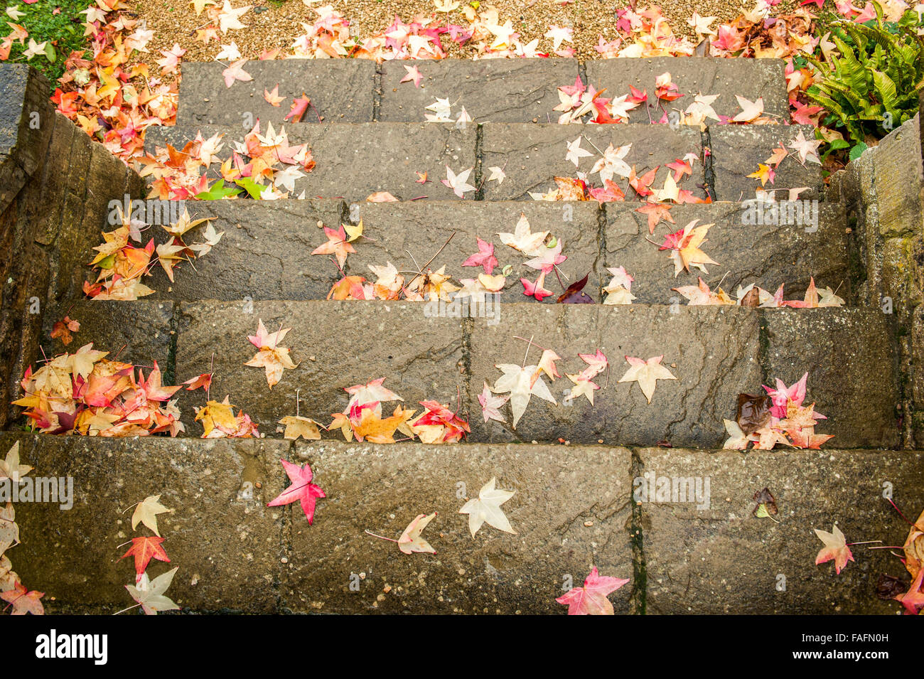 Golden fallen leaves hi-res stock photography and images - Alamy