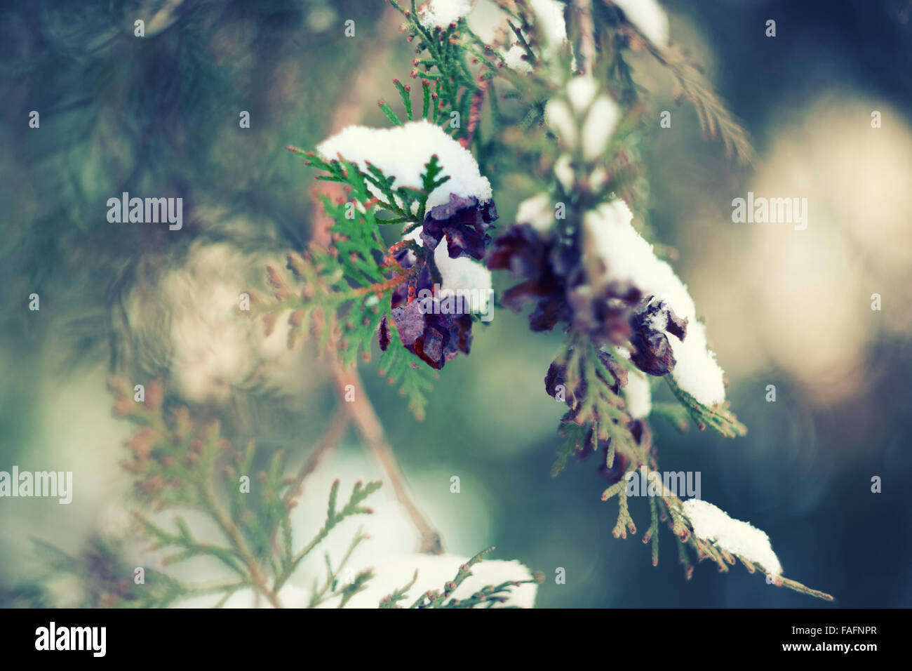 Fir under snow hi-res stock photography and images - Alamy