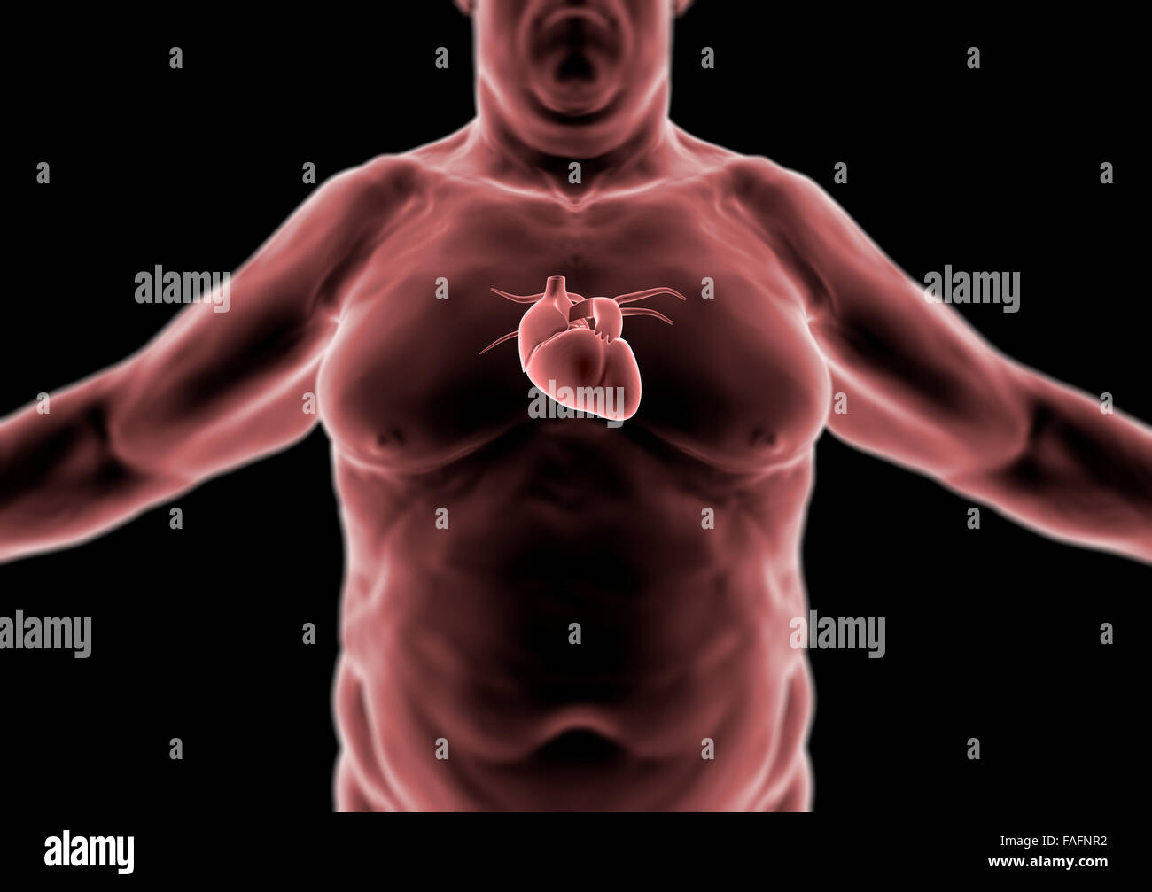 3d Human body, fat person, heart and anatomy, radiography Stock Photo