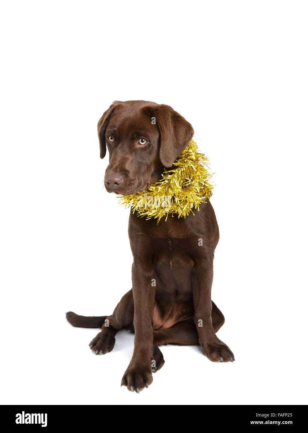 Chocolate labrador retriever dog wearing Christmas decorations isolated on white background Stock Photo