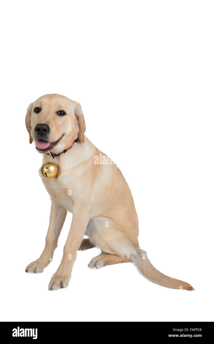 Golden retriever yellow Labrador retriever mix dog wearing Christmas decorations isolated on white background Stock Photo