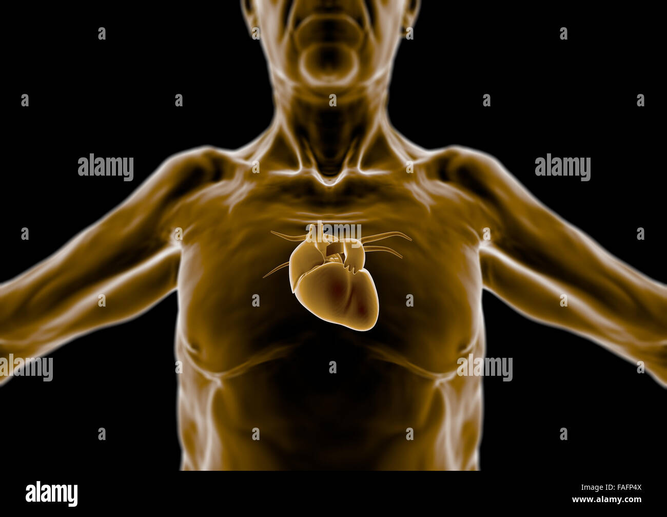 3d Human body, old man, elderly, heart anatomy, radiography Stock Photo