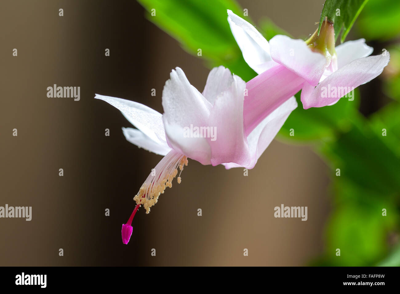 Closeup of  Christmas cactus flower Schlumbergera truncata Stock Photo