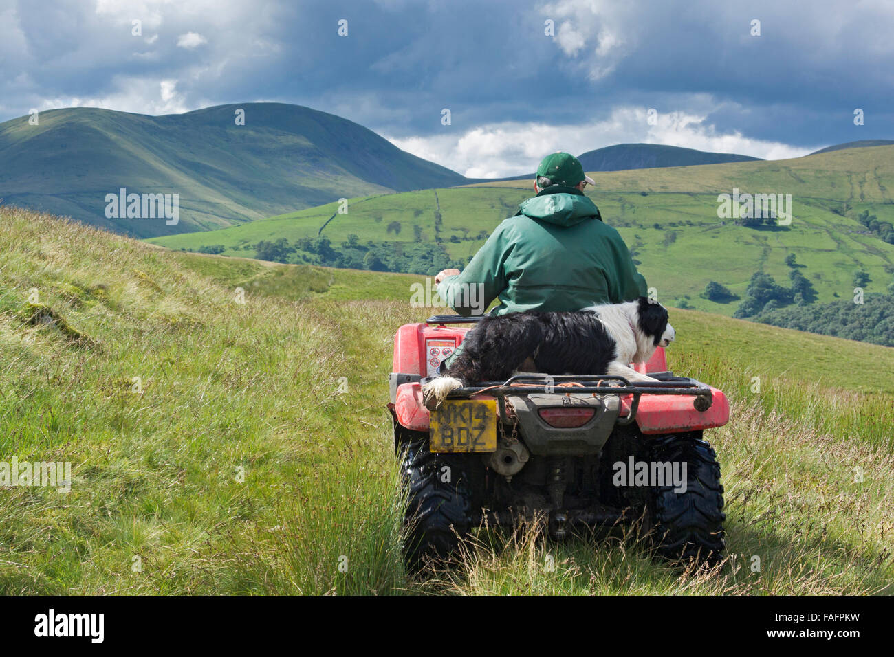 Shepherd on a quad bike with sheepdog sitting behind him, driving on moorland, UK Stock Photo