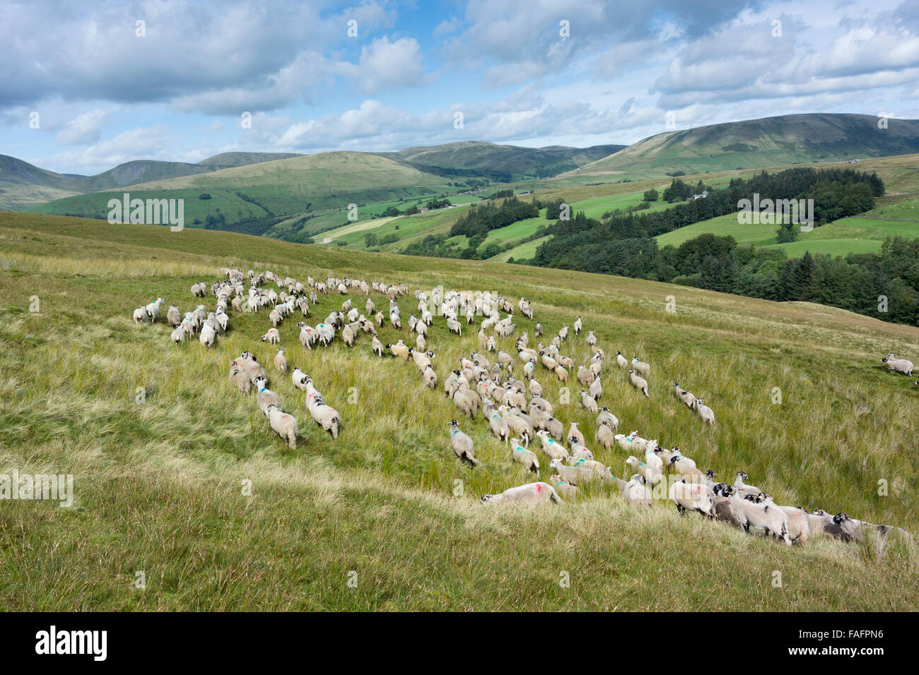 Shepherd with sheepdogs gathering flock of sheep off common grazing land in the Howgills