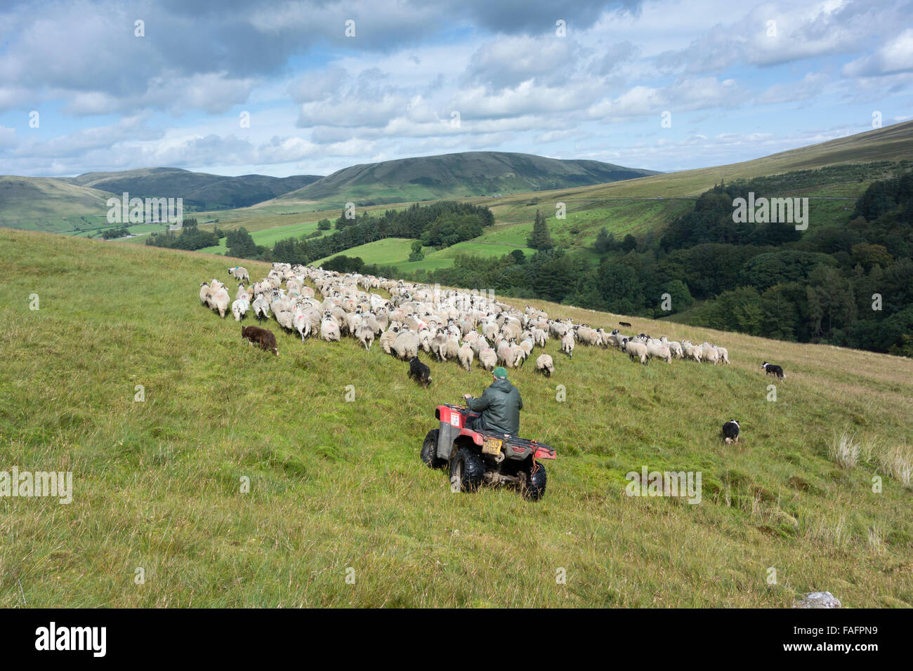Shepherd with sheepdogs gathering flock of sheep off common grazing land in the Howgills