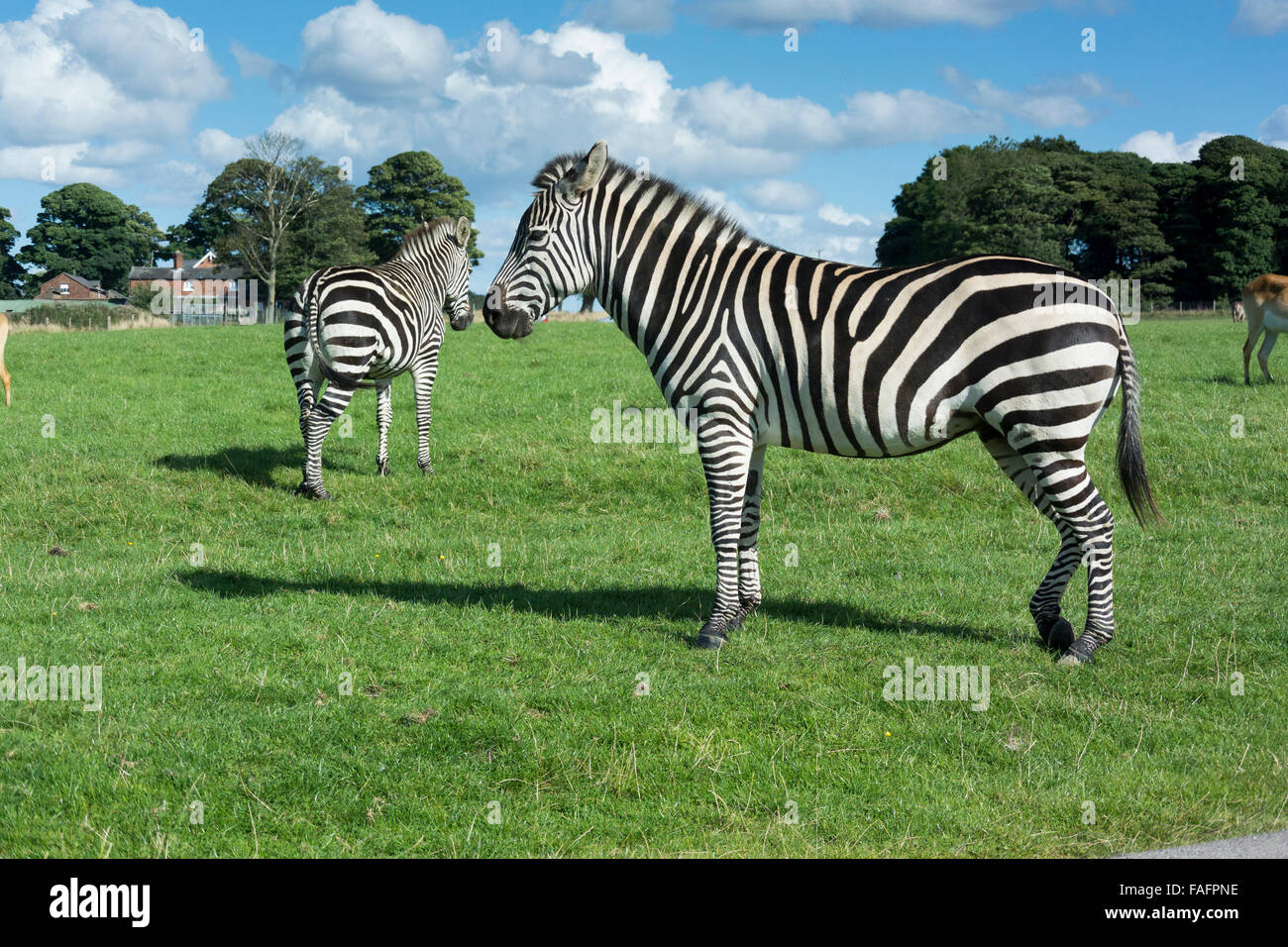 Knowsley liverpool hi-res stock photography and images - Alamy