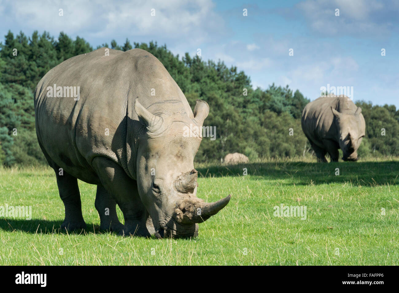 Rhino at knowsley safari park hires stock photography and images Alamy