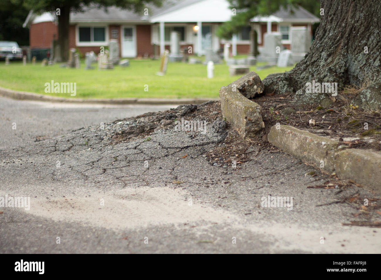 Tree roots pavement hires stock photography and images Alamy