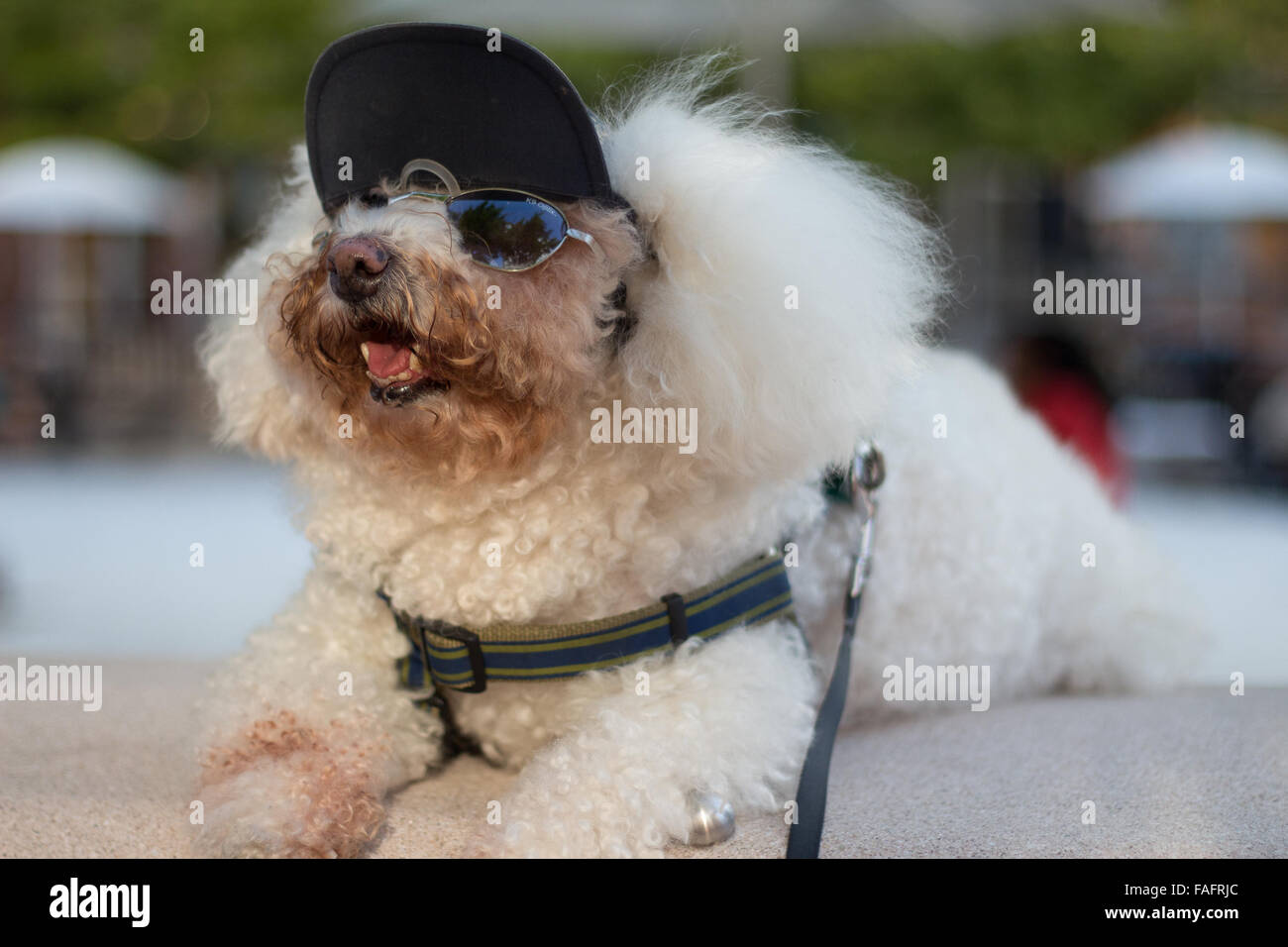 Bichon Frise dressed up in cap and sunglasses. Stock Photo