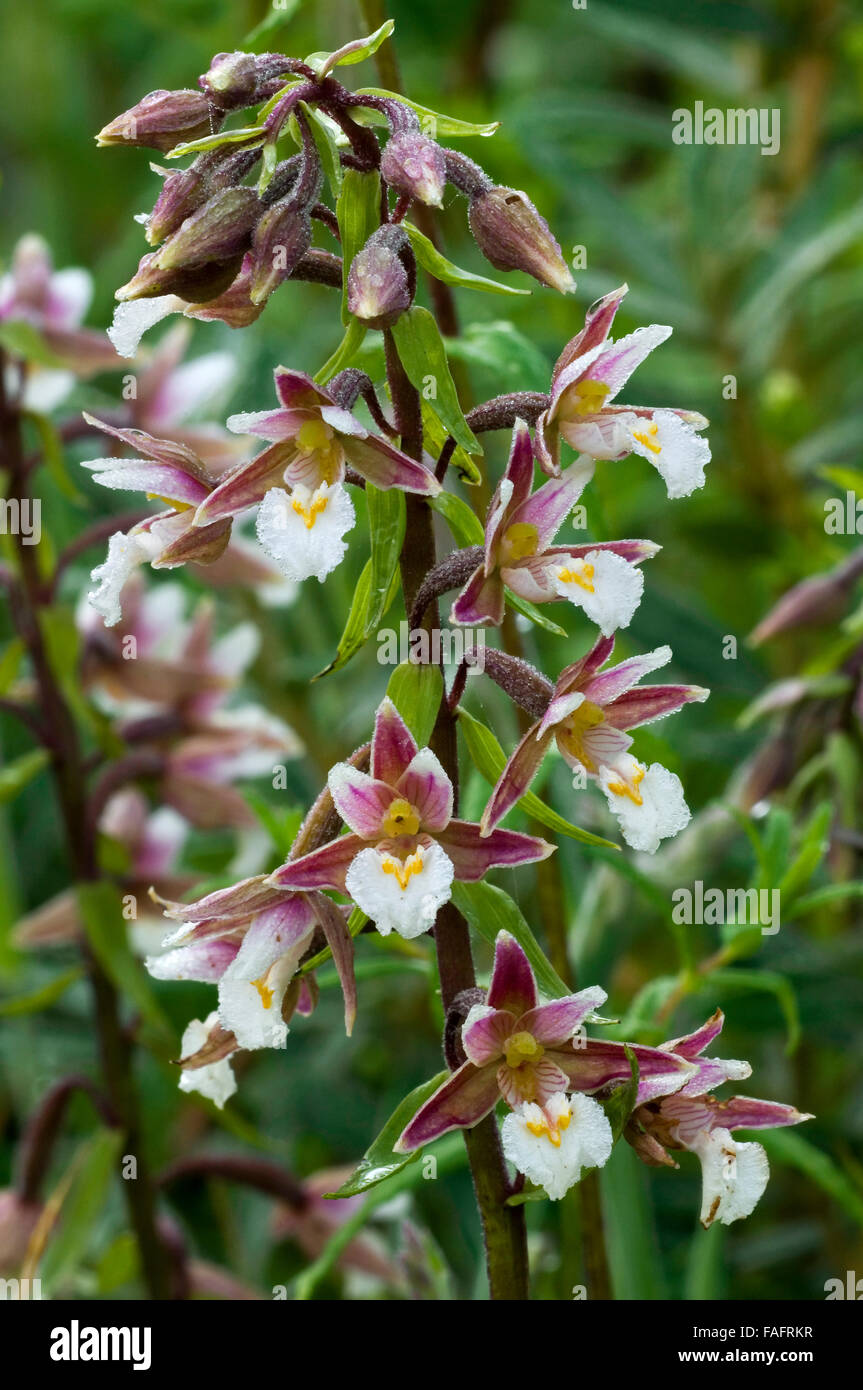Marsh helleborine (Epipactis palustris) in flower Stock Photo