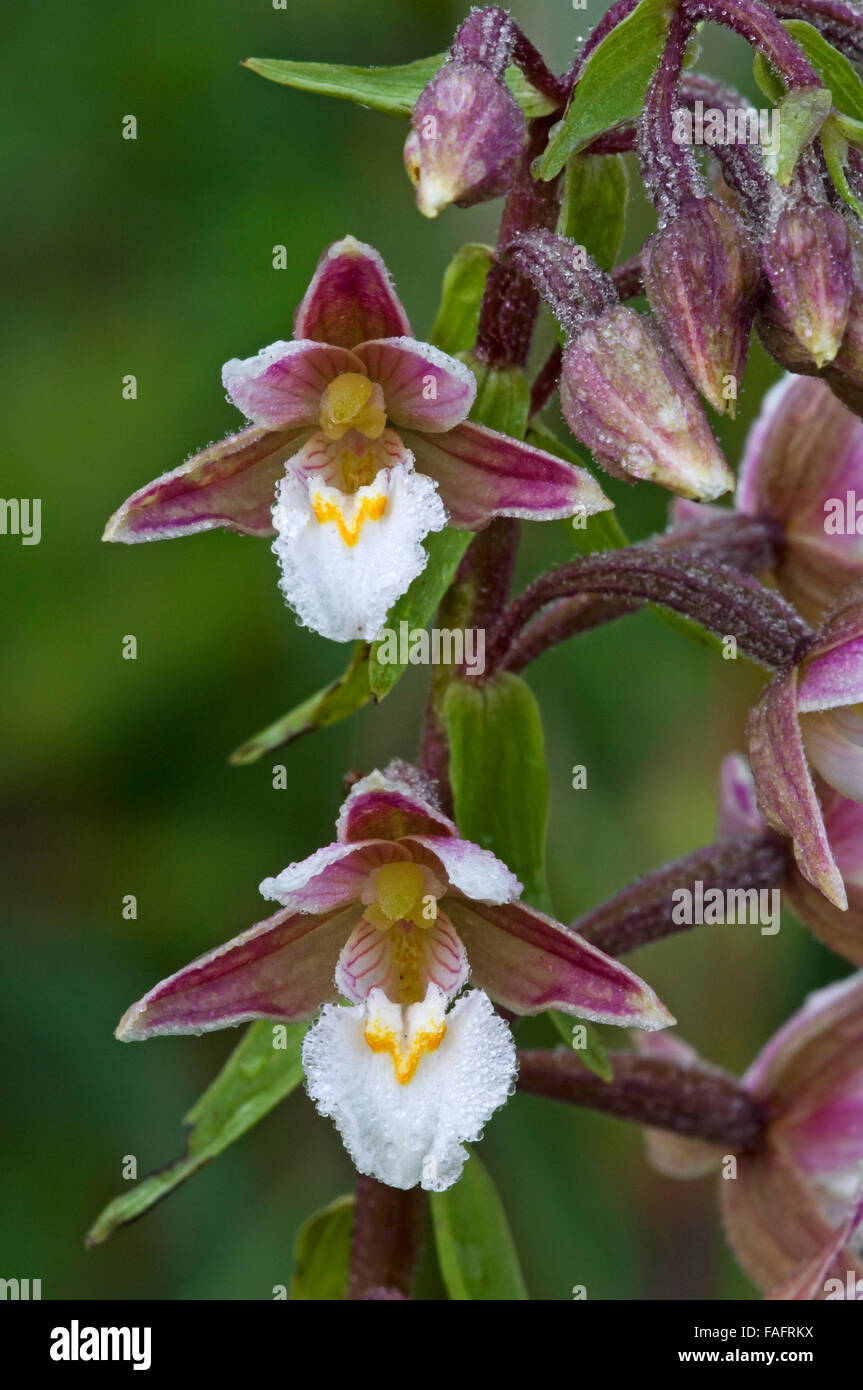 Marsh helleborine (Epipactis palustris) in flower Stock Photo
