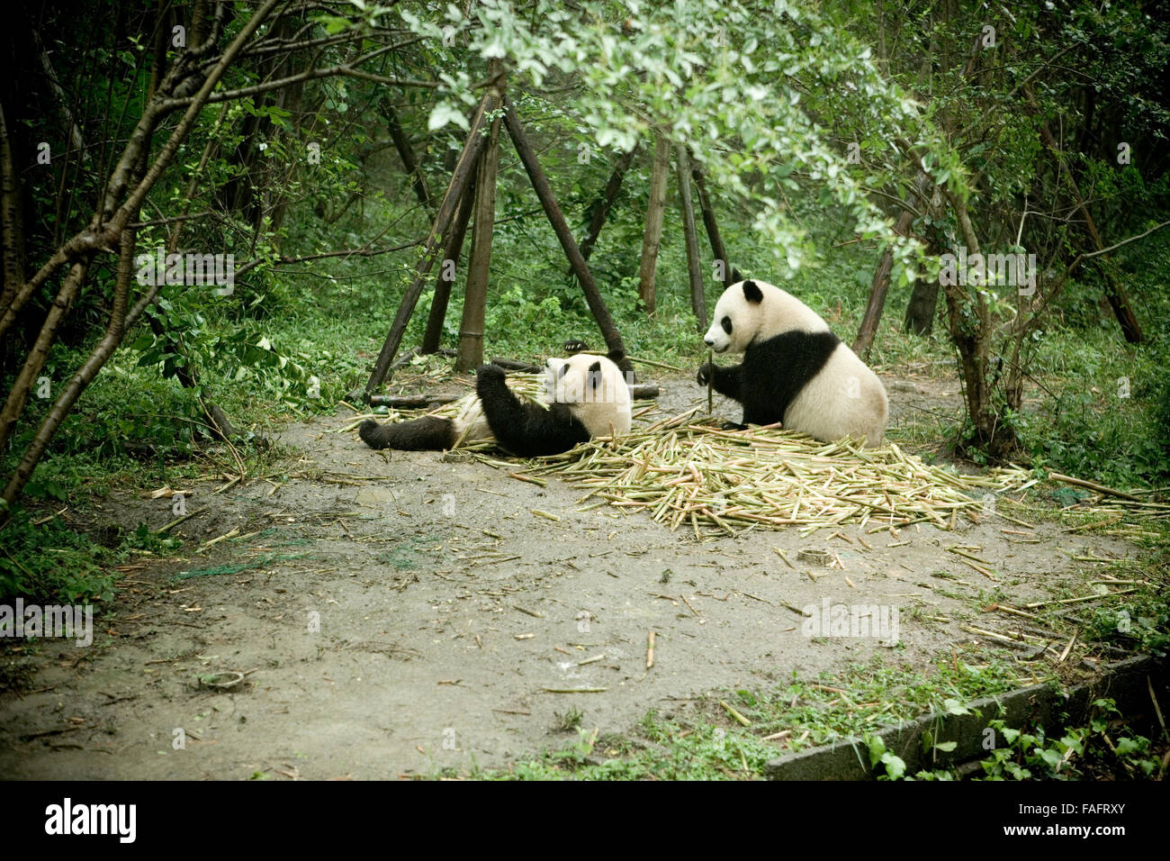 A  of pair of Giant Panda enjoying eating bamboo at the National Panda Reserve at Chengdu, ( The capital of Sichuan )China Stock Photo
