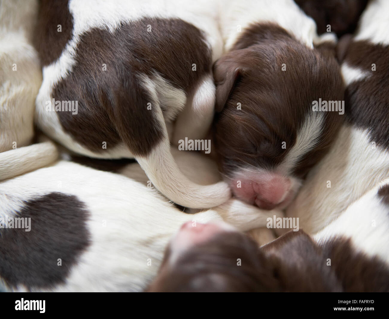 Sleeping springer puppies grouped together Stock Photo
