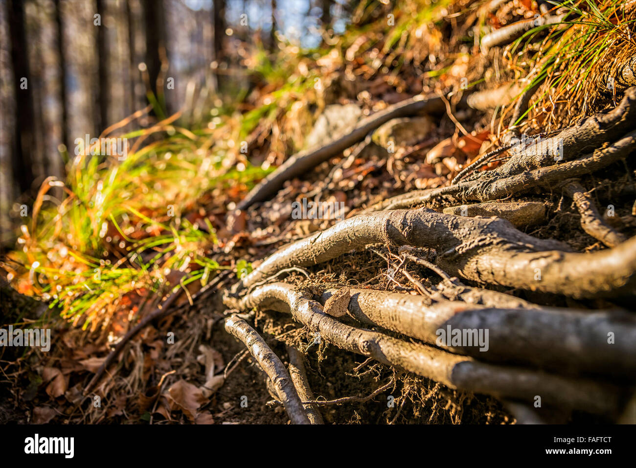 Tree roots on mountain Jochberg in the Alps in Bavaria, Germany Stock ...