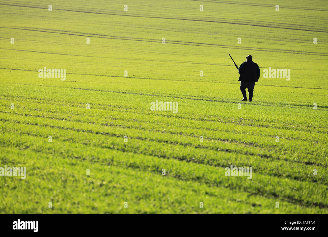 Titchwell, Norfolk, England, UK. 29th December 2015. Gun waiting for a target on a shoot in North Norfolk. Credit:  Stuart Aylmer/Alamy Live News Stock Photo