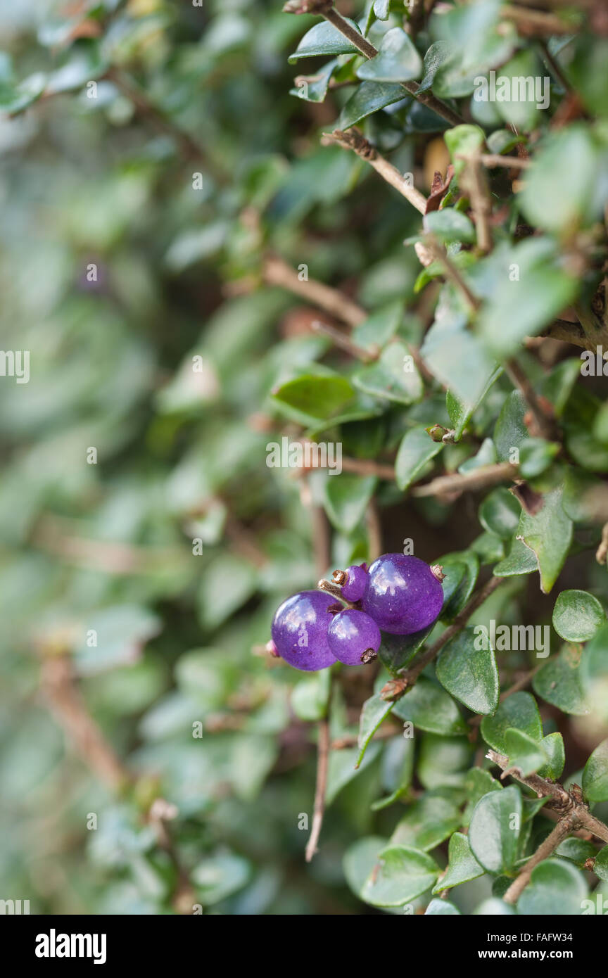 bright circular lilac purple berries of lonicera hedge a small leafed