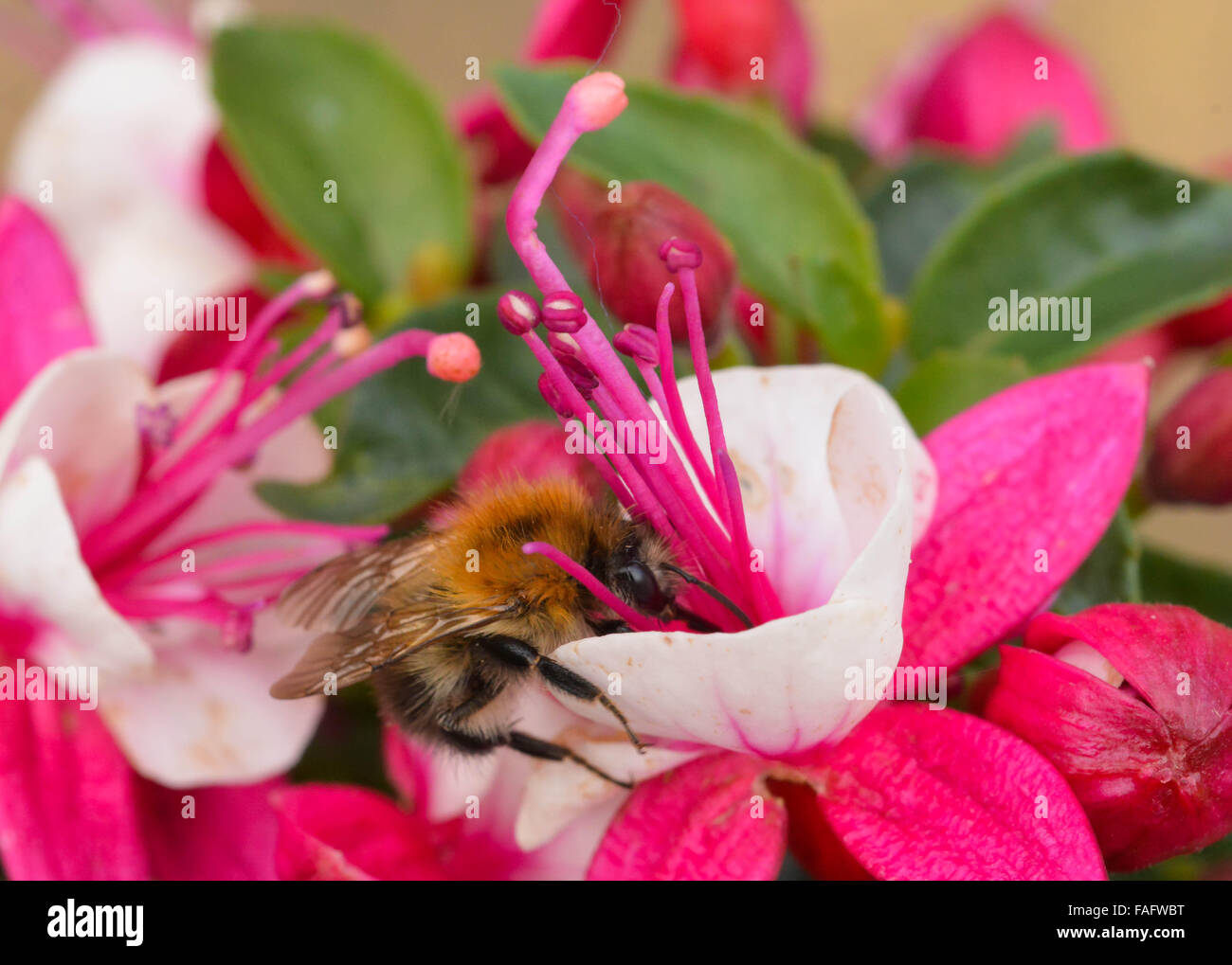 Macro photograph of a bee pollinating a pink and white fuchsia flower. Stock Photo