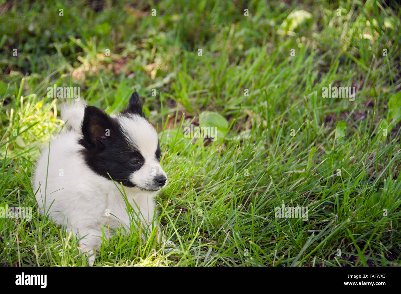 puppy in the grass Stock Photo - Alamy