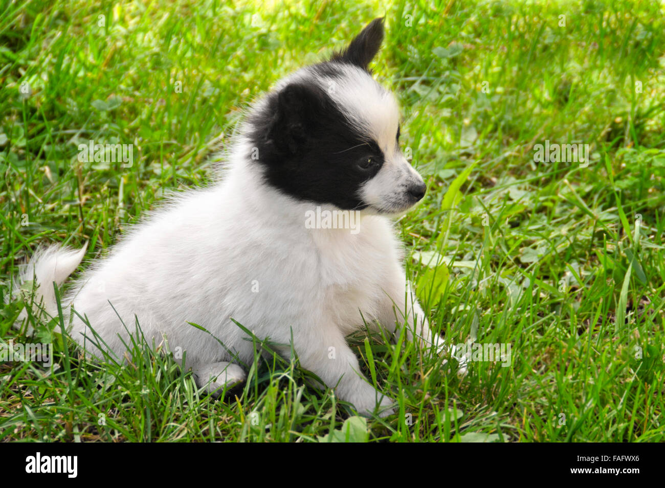 puppy in the grass Stock Photo - Alamy