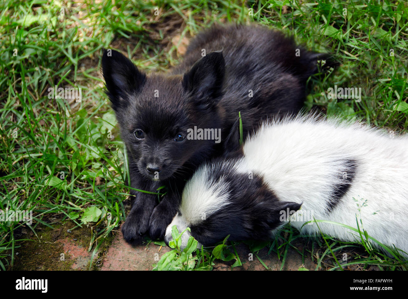 two black and white puppies in the grass Stock Photo - Alamy