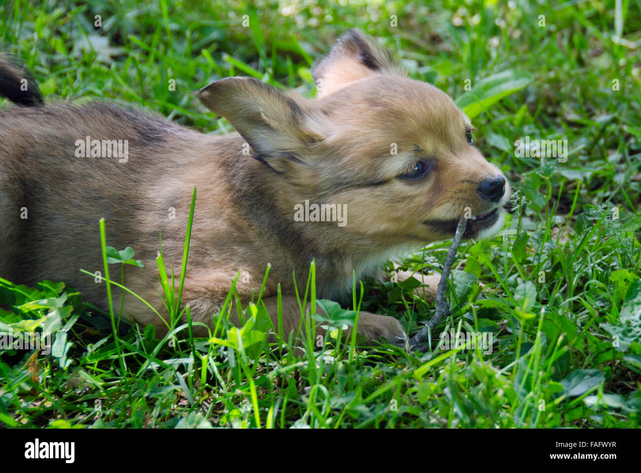 Dog grass eating hi-res stock photography and images - Alamy