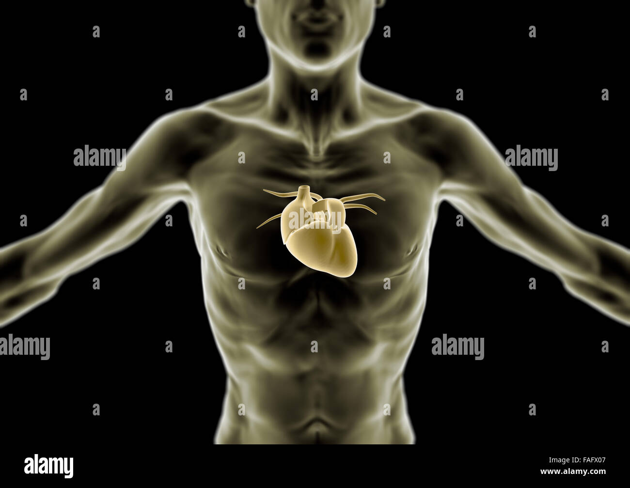 3d Human body, thin person, heart and anatomy, radiography Stock Photo